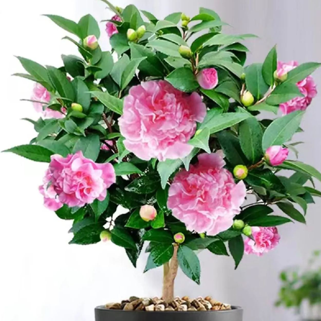 Camellias Seeds