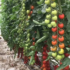 100% Germination rate-Waterfall Tomatoes Seeds-High Yield