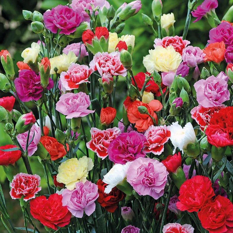 Double-Flowered Mixed Carnation Seeds
