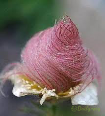 Prairie Smoke Flower Seeds