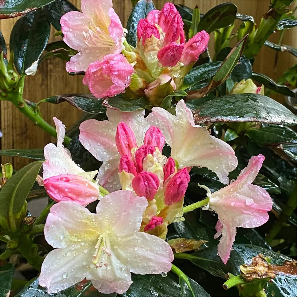 Alpine Azalea Seeds 🌸 Rare Species