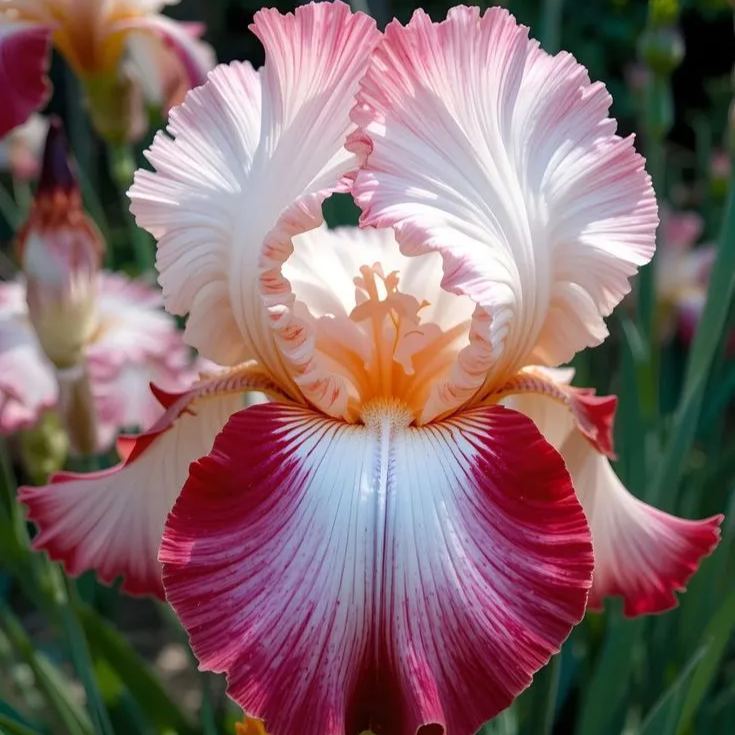 Rare Iris Bulbs⚜️