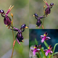 Flying Duck Orchid Seeds – Grow Your Own Rare and Unique Purple Duck Orchids! 🌿🦆