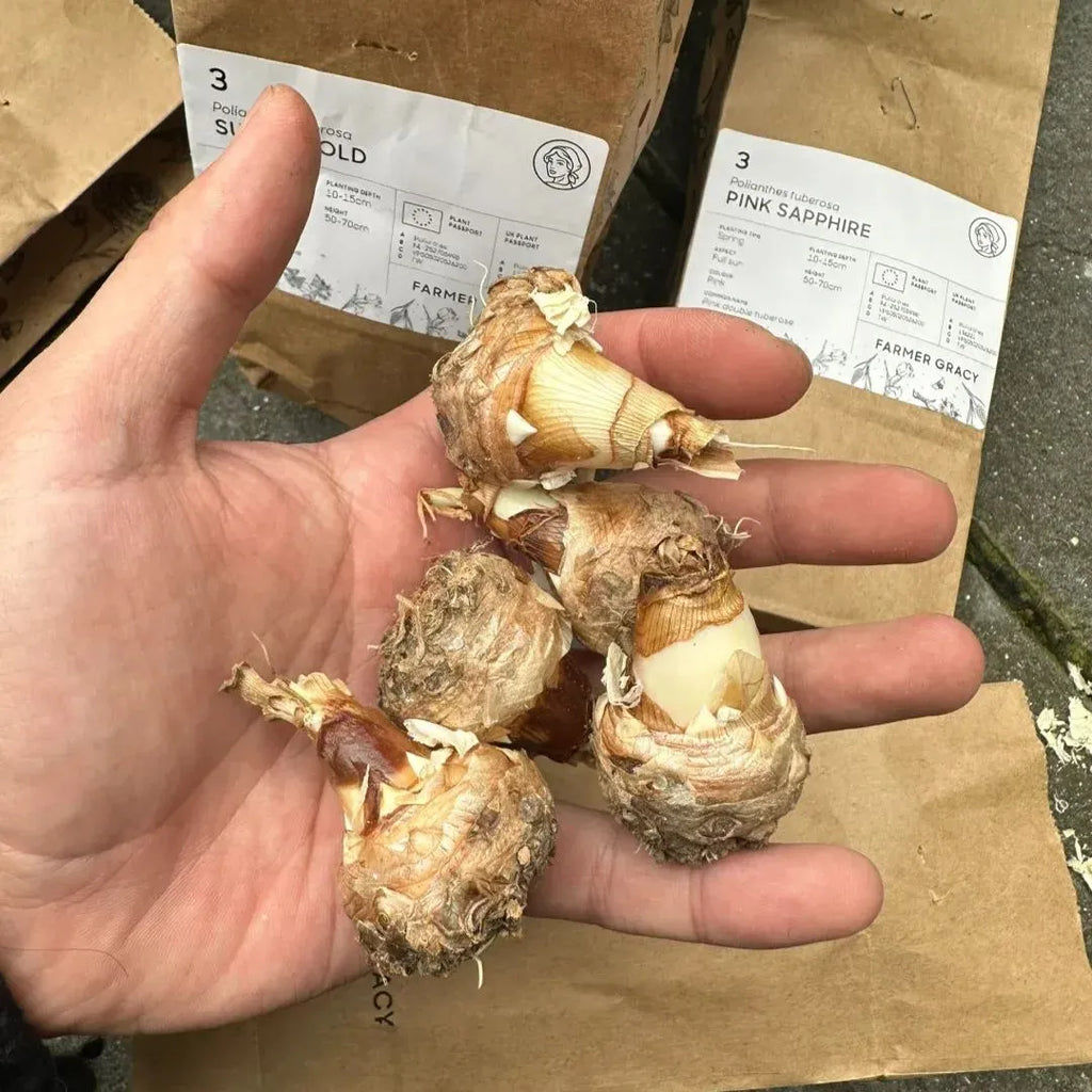 🔥[Limited Time Sale]Tuberose🌸 Bulbs! Enjoy 💥50% off, come by and grab it!