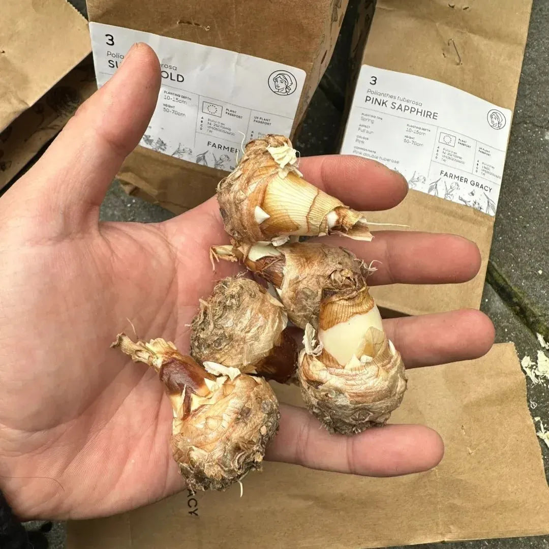 🔥[Limited Time Sale]Tuberose🌸 Bulbs! Enjoy 💥50% off, come by and grab it!