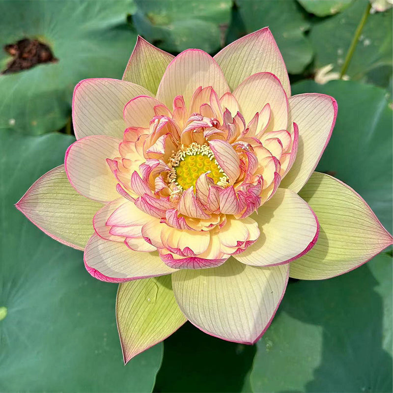 🪷Bonsai Double Lotus Seeds-Pure Heart