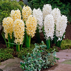 Mixed Color Hyacinth Seeds
