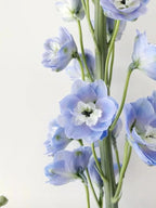 Delphinium Seeds-Mixed 7 Colors