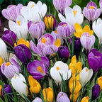 CROCUS BULBS - LARGE FLOWERING MIX