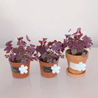 Oxalis Triangularis Purple Shamrock Good Luck Plant