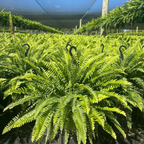 🌱 UV Resistant Ferns Artificial Plants Large for Planters, Office & Home Decor, Outdoor & Indoor