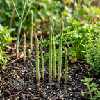 Asparagus Seeds - Perennial Heirloom Vegetable Seeds - Grow Tender, Delicious Asparagus Spears Year After Year