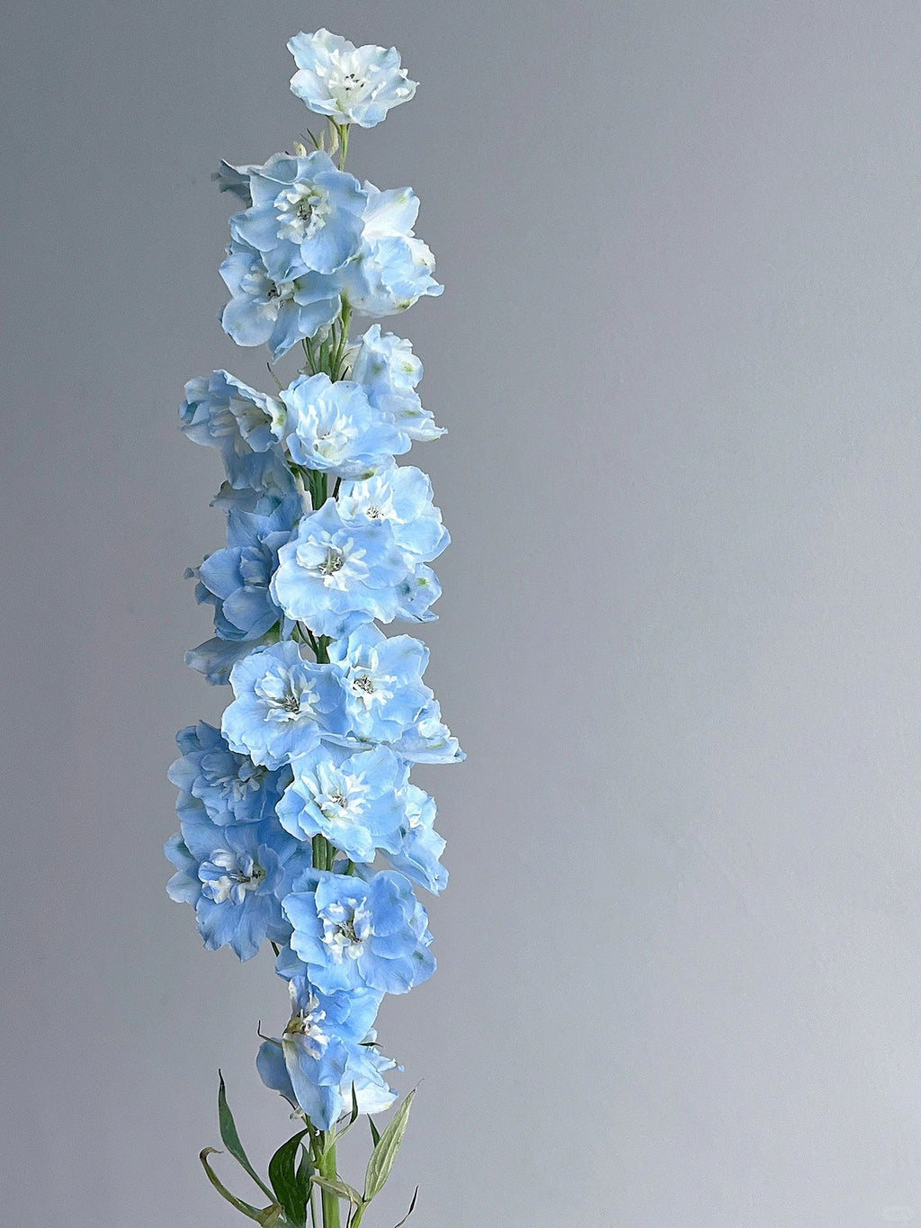 Delphinium Seeds-Mixed 7 Colors