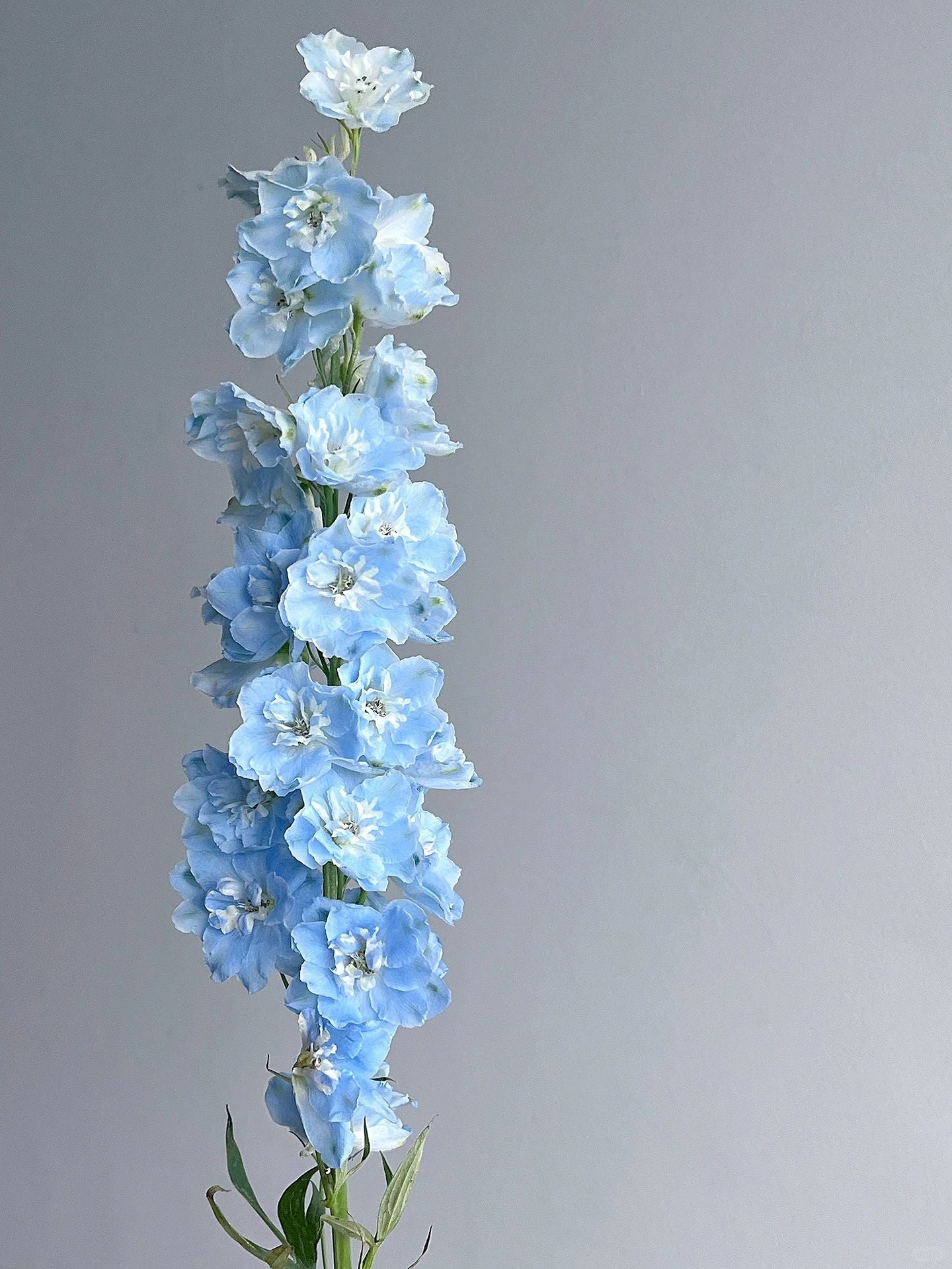 Delphinium Seeds-Mixed 7 Colors