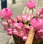 🌸[7 days germination]Last Day Sale - 50% OFF💐The Sacred Bonsai Bowl Lotus Flower