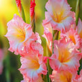 Peach Glow Gladiolus Corms🌺