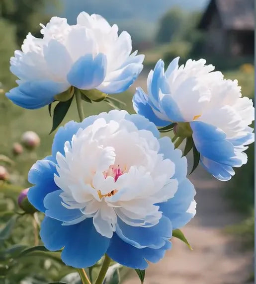 White Peony Seeds – Symbol of luck and wealth