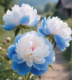 Purple Yellow Peony Seeds – Symbol of luck and wealth