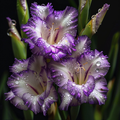 Velvet Ruffle Gladiolus Corms🌺