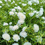 🌼Muti-color Moss Rose-Double Petal Sunflower