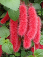 Acalypha hispida - Red Hot Cattail Seeds