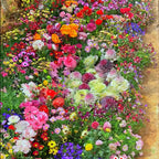 Mixed Perennial Flowers Seeds-Over 60 kinds mixed-Easy care