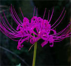 Spider Lily Bulbs-Multicolor🌈