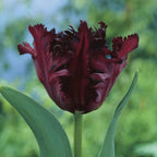 Black Parrot Tulip Seeds