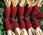 🍓&🌽Strawberry Corn seeds - 2023 popular seeds