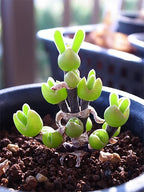Rabbit Ear Succulent seeds, Rare succulent