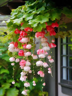 Weeping Begonia flower Seeds