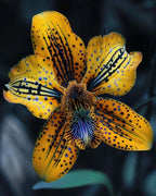 🦋Iris butterfly seeds