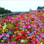 👍Mixed Perennial Flower Seeds – 60+ Varieties for Endless Blooms