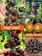 Black Tomato - Black Beauty Queen🍅
