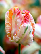 Cabanna Parrot Tulip Seeds