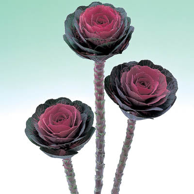 Ornamental Kale Crane Red F1 Seed