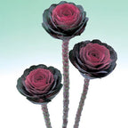 Ornamental Kale Cut Flower Collection Seed