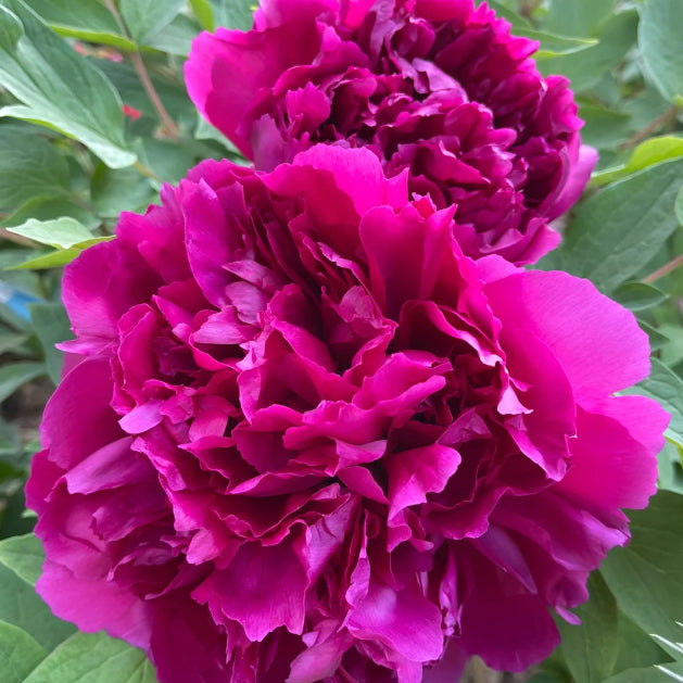 Blue Peony Seeds – Symbol of luck and wealth