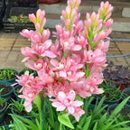 🔥[Limited Time Sale]Tuberose🌸 Bulbs! Enjoy 💥50% off, come by and grab it!