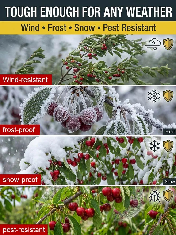[No fruit, full refund] Premium Giant Sweet Cherry Sapling