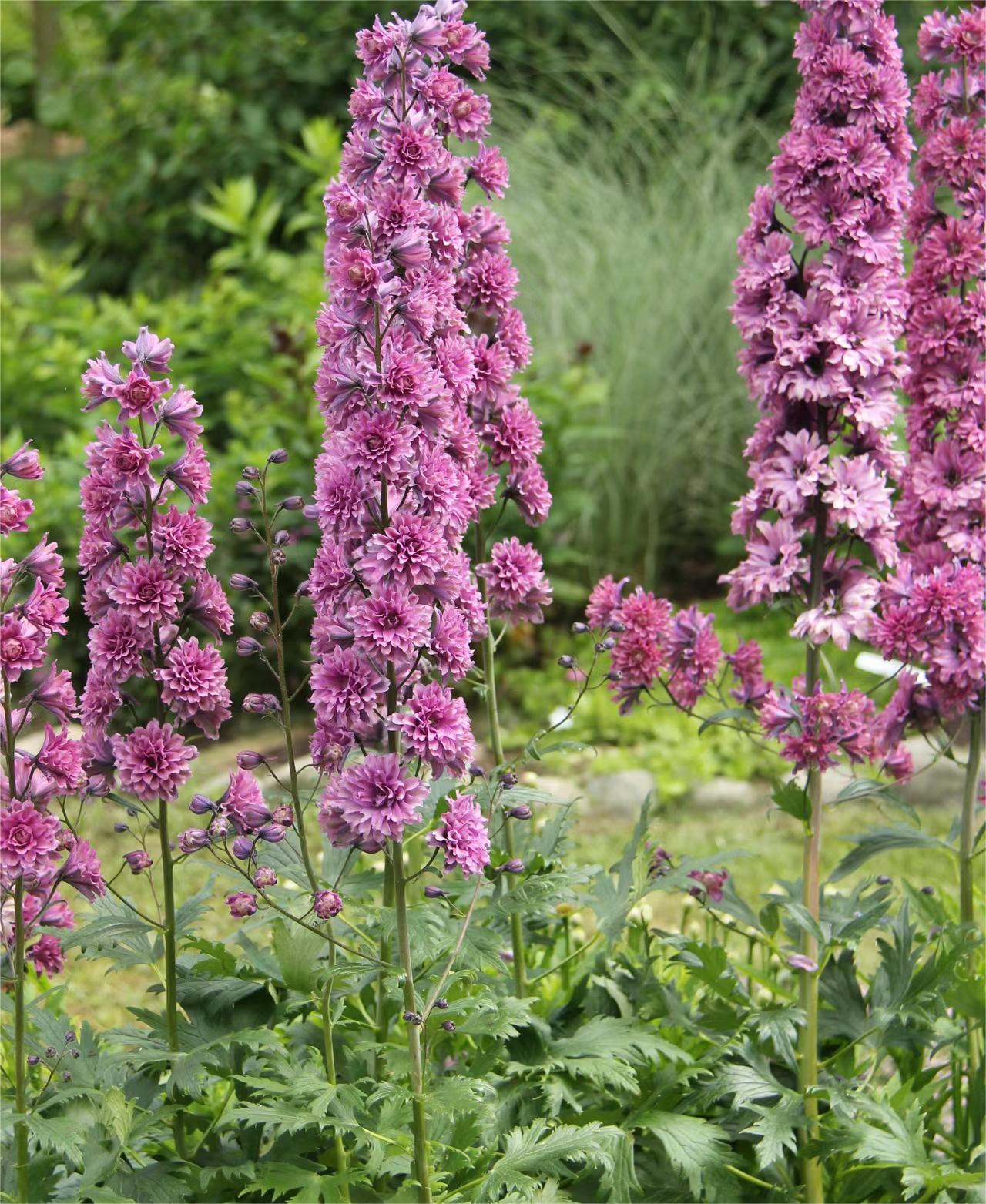 Delphinium Seeds-Mixed 7 Colors