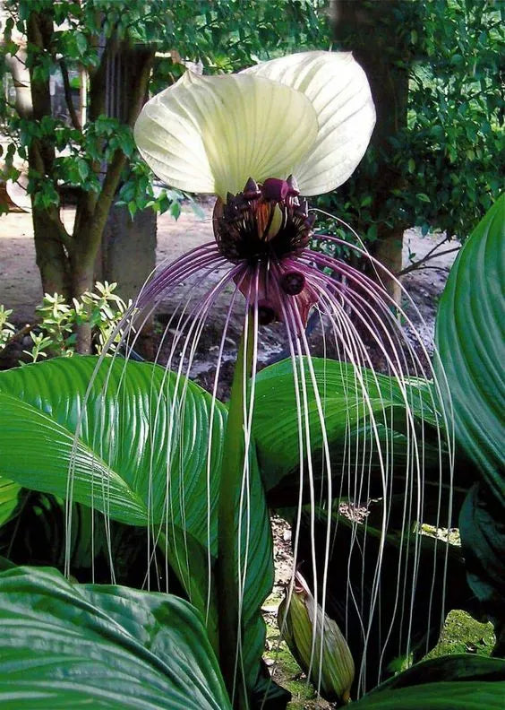 Angel Trumpet Double Purple Flower Seeds Brugmansia Datura