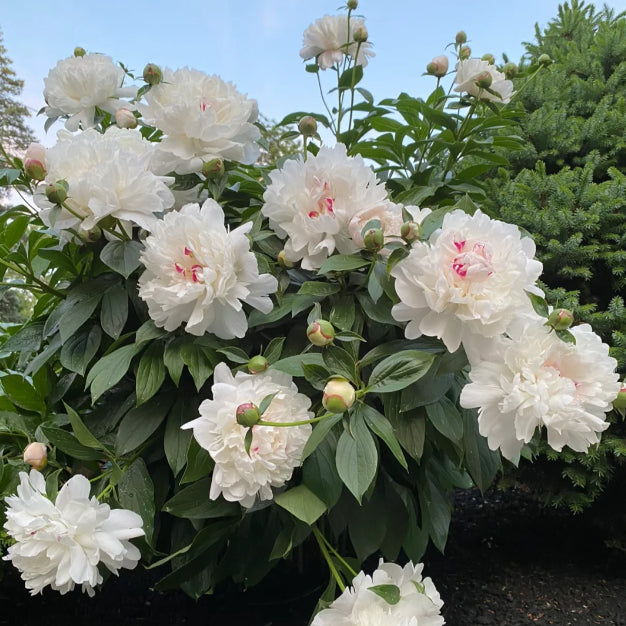 Blue Peony Seeds – Symbol of luck and wealth