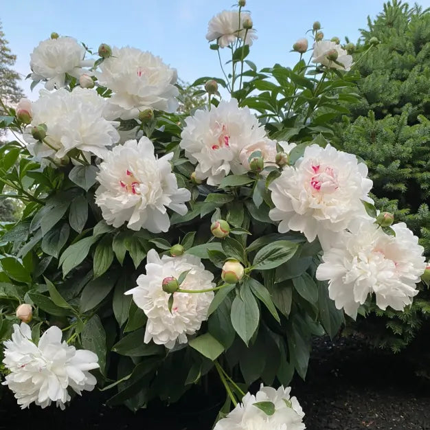 White Peony Seeds – Symbol of luck and wealth