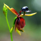 Flying Duck Orchid Seeds – Grow Your Own Rare and Unique Purple Duck Orchids! 🌿🦆