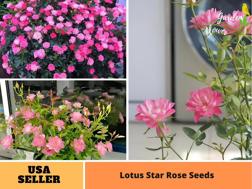 🌸Lotus Star Rose Seeds: Blooming All Year, Bringing Continuous Good Fortune🌸