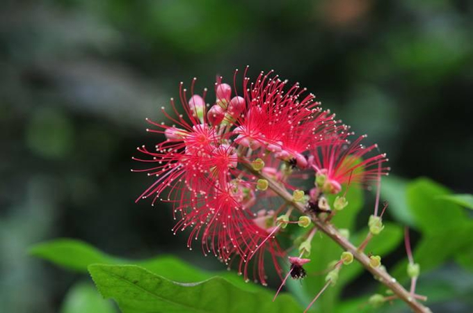 Barringtonia racemosa seeds🌸