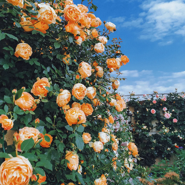 [3 days germination]🔥Last Day 49% OFF🌺Climbing Rose Seeds