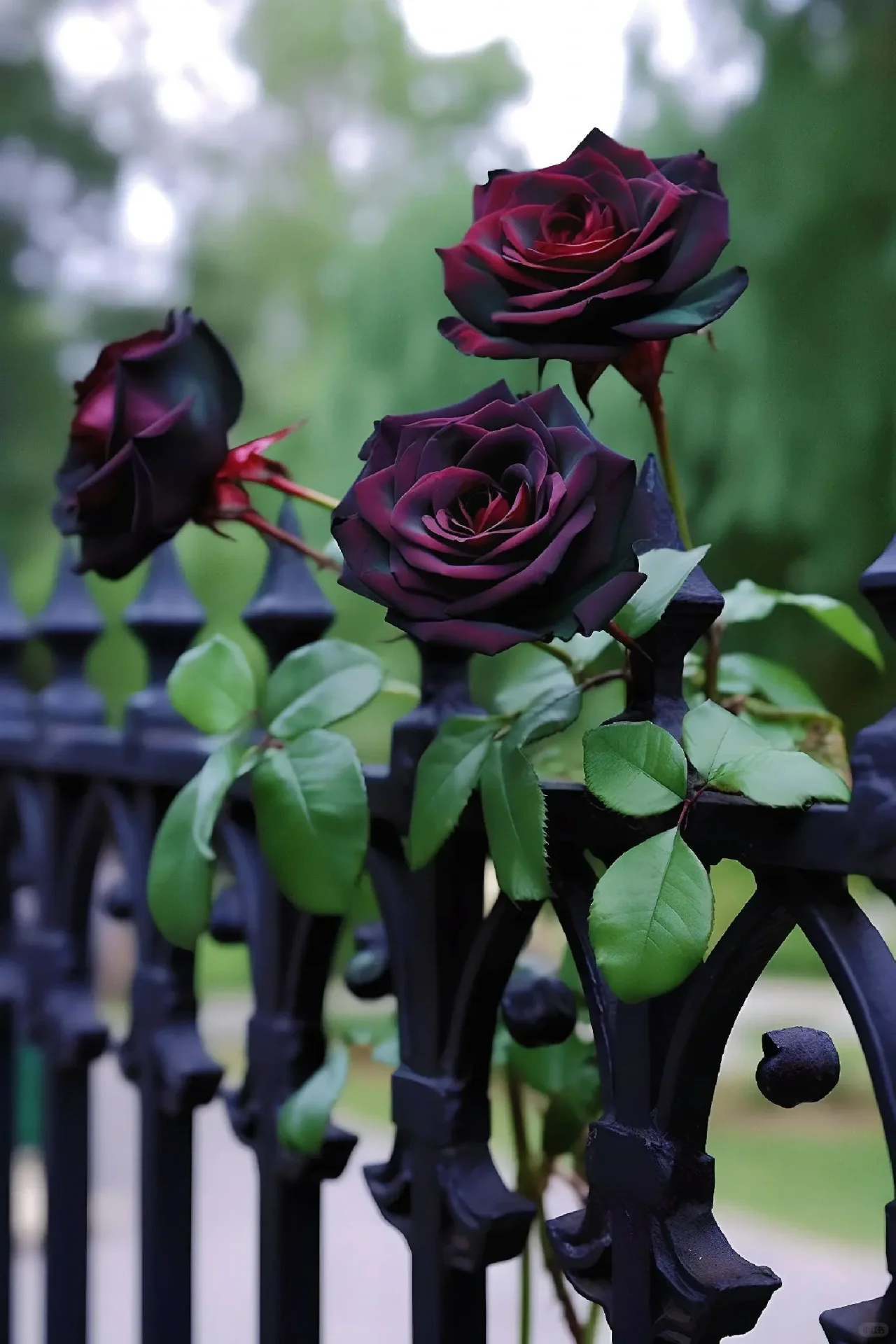 Black Baccara Seeds