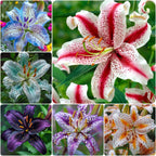 Aurora Lily-Rare Exquisite Lily Bulbs 🌸